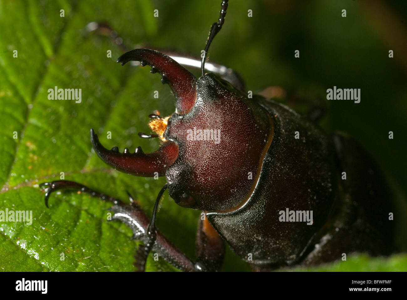 Lucanus Tetraodon, Coleoptera, Lucanidae, Rhino Wanzen, Camerata Nuova, Latium, Italien Stockfoto