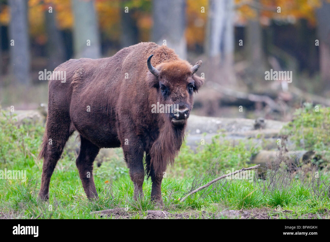 wisent-bison-fotos-und-bildmaterial-in-hoher-aufl-sung-alamy