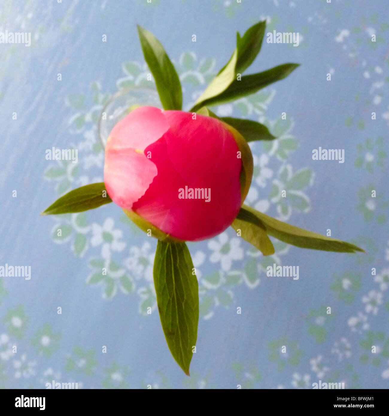 geschlossene Pfingstrose Blüte Stockfoto