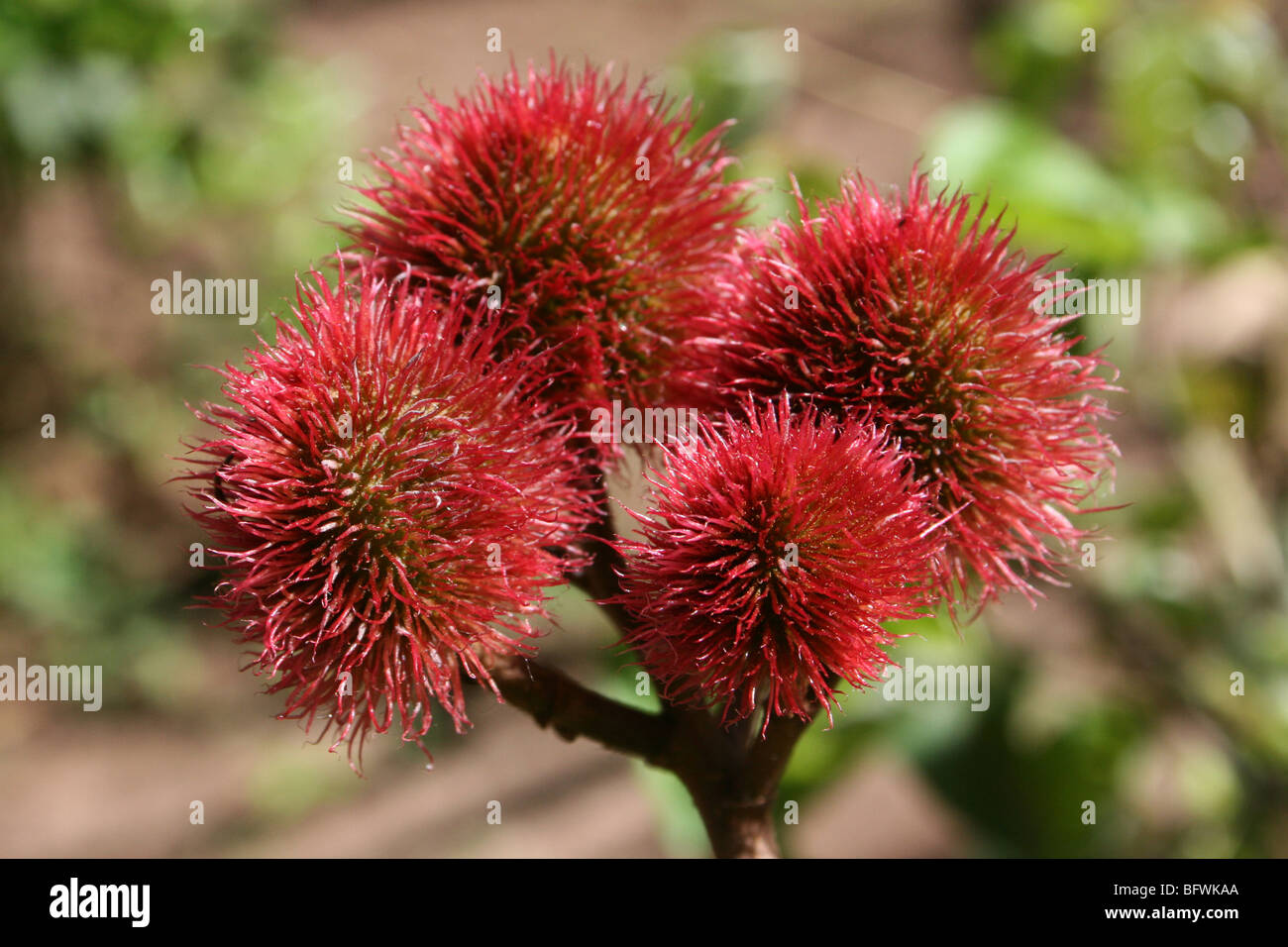 Lippenstift Pflanze Bixa Orellana aka Achiote Früchte genommen in Bububu, Zanzibar. Quelle für natürliches Pigment Annatto Stockfoto