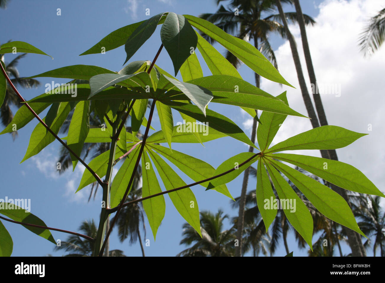 Manioka Blätter Manihot Esculenta Taken in Bububu, Zanzibar. Stockfoto