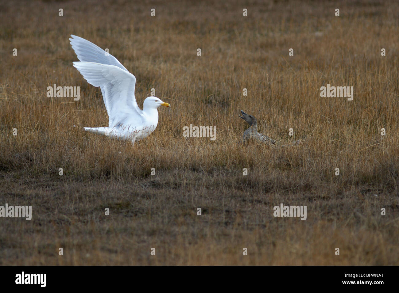 glaucous Möwe kämpfen mit gemeinsamen Eider für versuchen, seine Eier ausbrüten Stockfoto