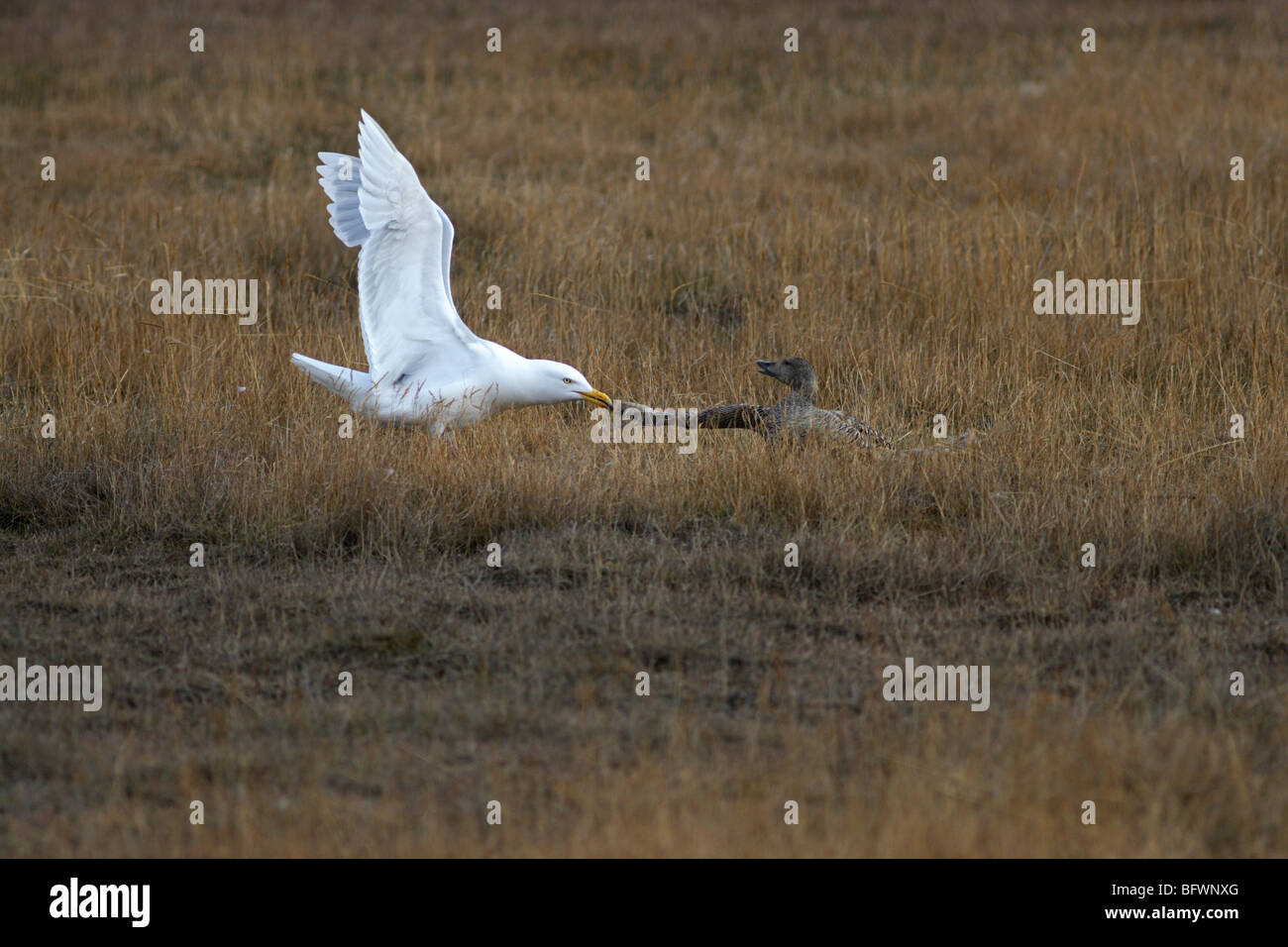 glaucous Möwe kämpfen mit gemeinsamen Eider für versuchen, seine Eier ausbrüten Stockfoto