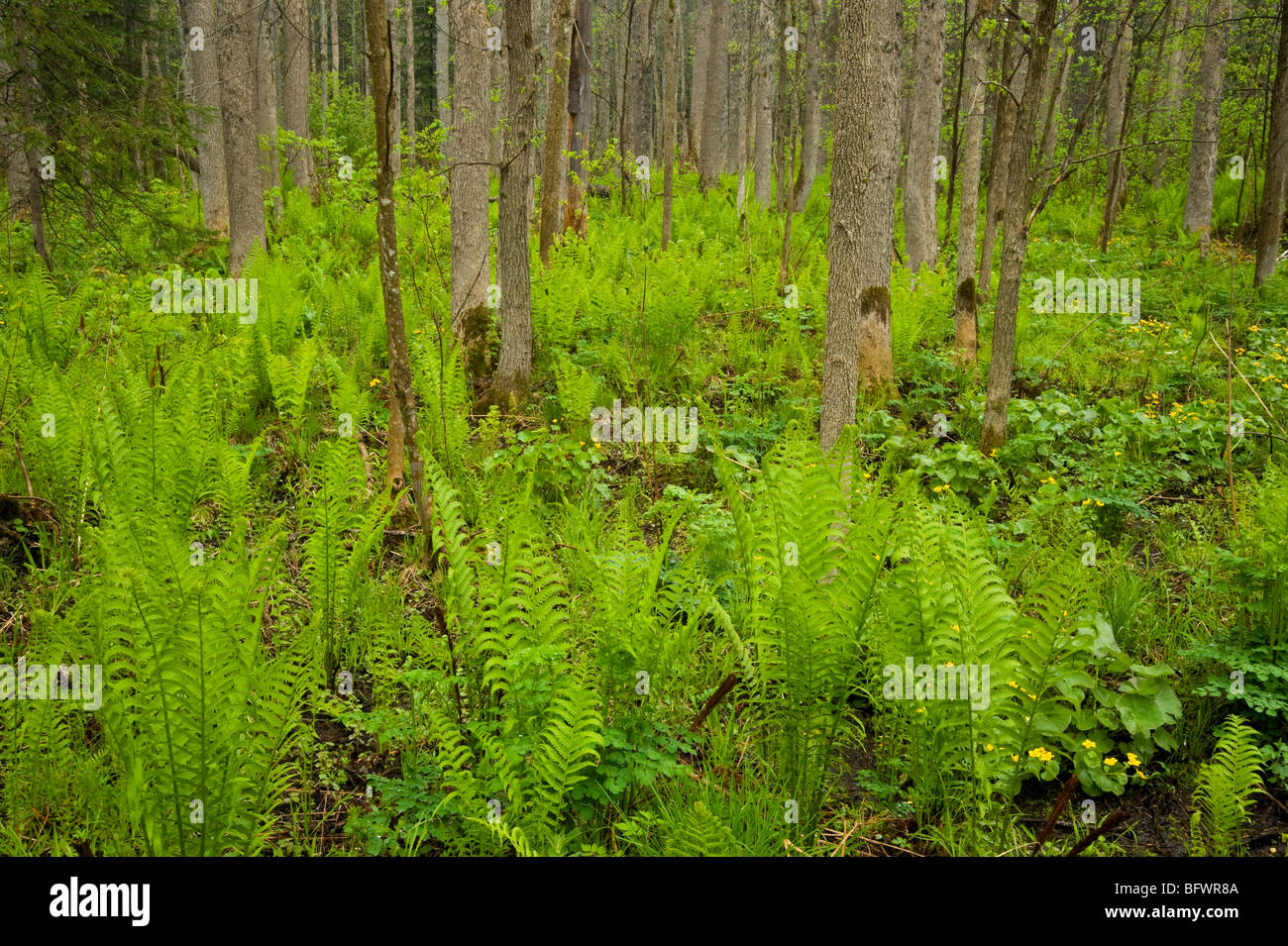 Feuchte Wälder mit Sumpfdotterblumen und Farne, Killarney, Ontario, Kanada Stockfoto