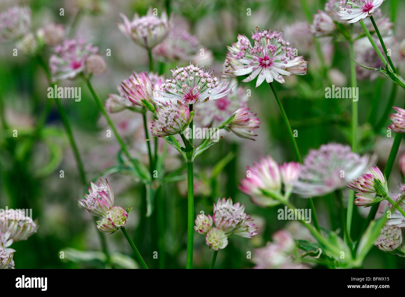 Astrantia große var. Rosea ' Form Sorte altrosa rosa Blüten