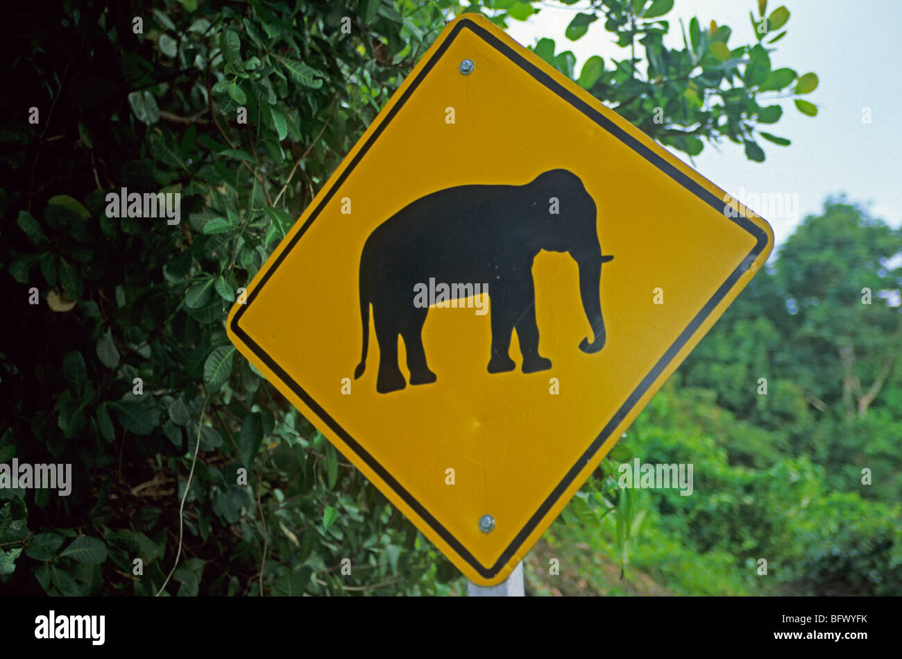 Schild Warnung vor Elefanten, Koh Phuket, Thailand, Südostasien Stockfoto