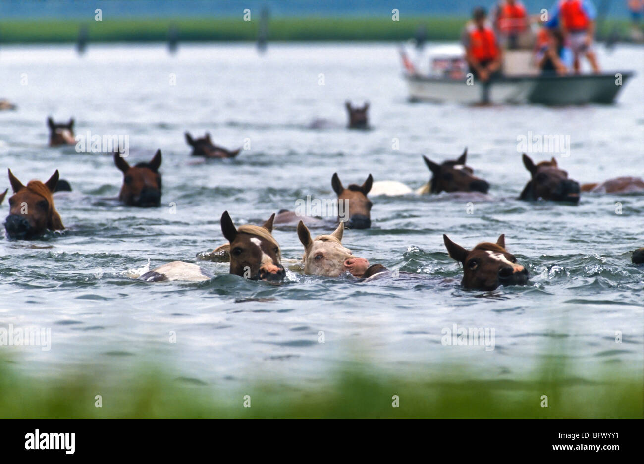 Assateague Ponys schwimmen über den Kanal während der jährlichen Chincoteague Pony schwimmen in Virginia. Stockfoto