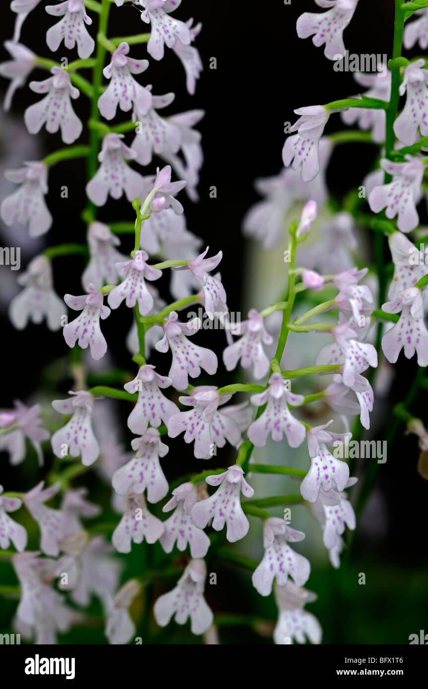 Stemalottis chinesischen Orchidee Blume Juwel wie Stockfoto