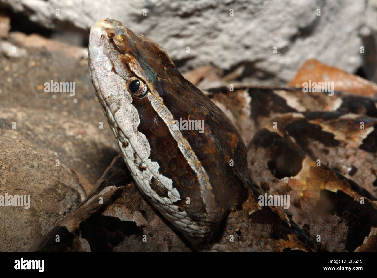 Malayan Pit Viper, Calloselasma Rhodostoma. Diese giftige Schlange, die in Südostasien endemisch ist, ist schlecht gelaunt und für viele Bisse verantwortlich Stockfoto