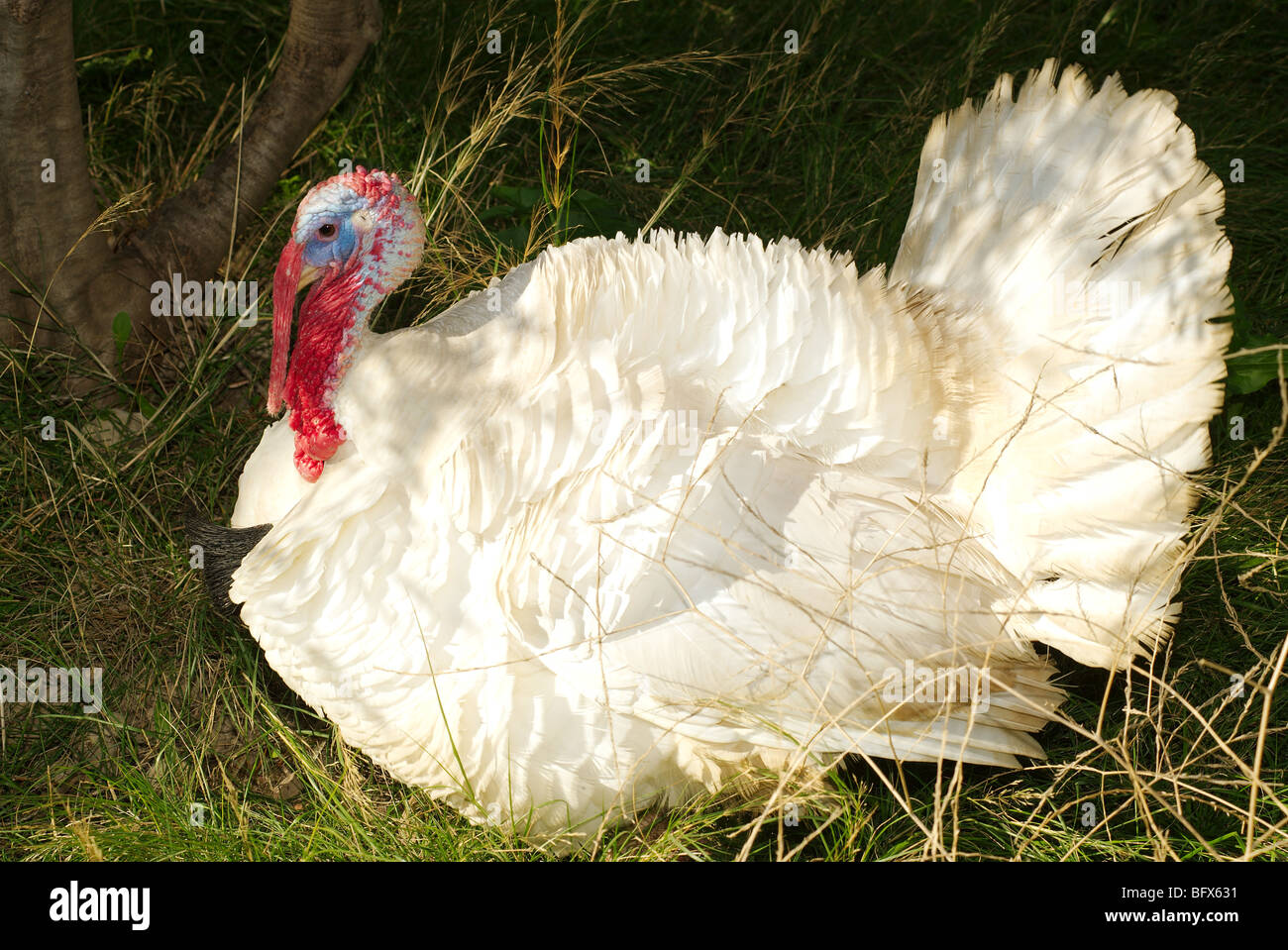 Weiße inländischen Türkei Stockfoto