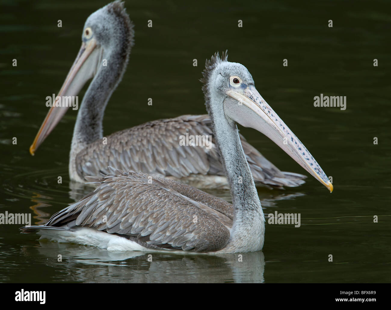 Paar auf Pelikan Wasservogel entgegengesetzte Richtung See Stockfoto