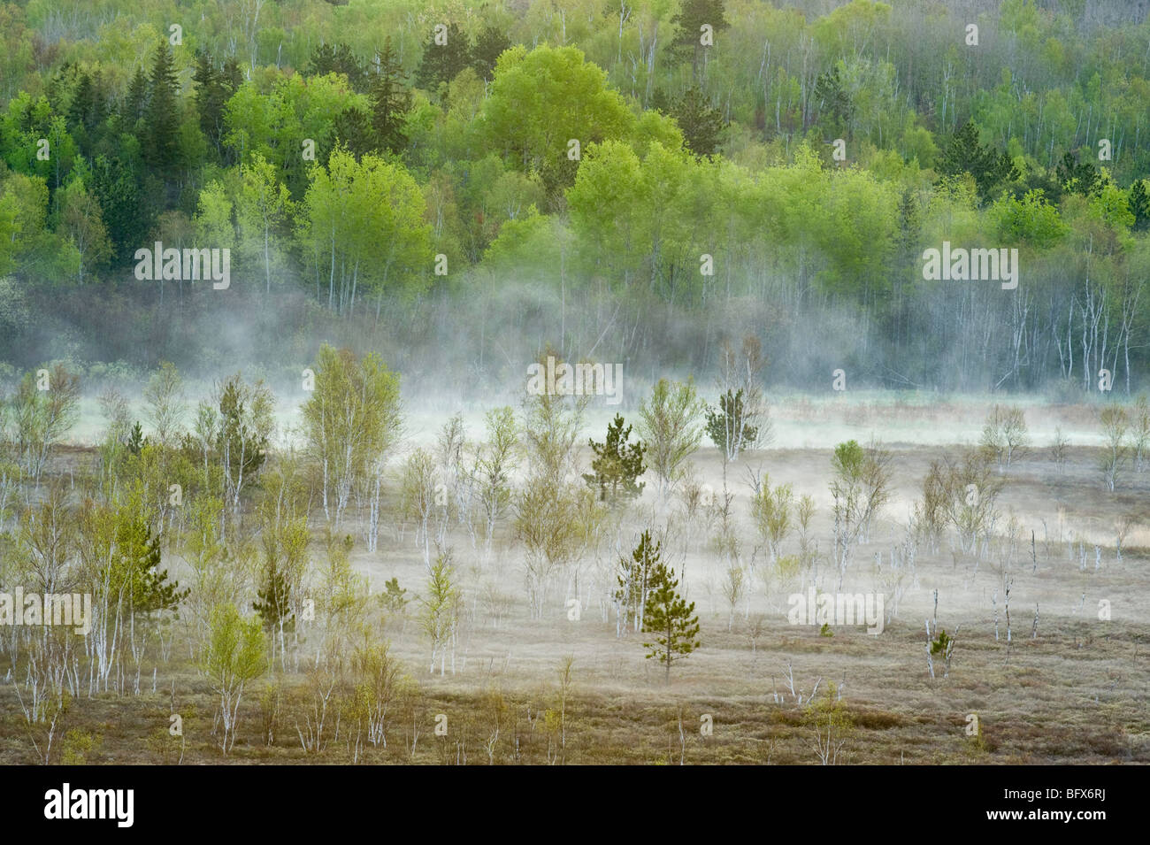 Frühling-Wäldern an Berghängen mit Morgennebel im Tal Moor, Greater Sudbury, Ontario, Kanada Stockfoto