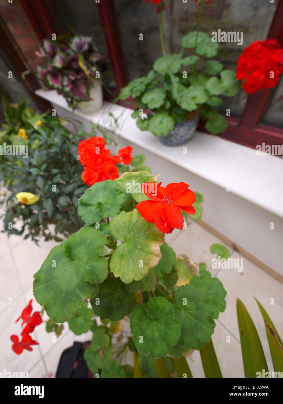 Wintergarten mit Geranien Pflanzen Stockfotografie Alamy