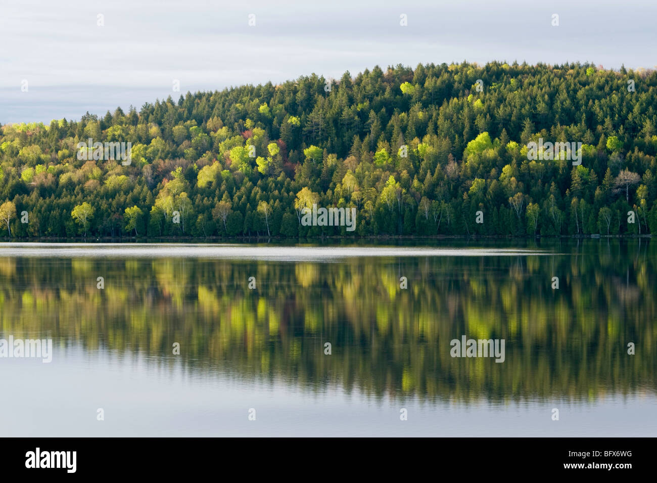 Frühlingswald spiegelt sich in Simon Lake, Greater Sudbury, Ontario, Kanada Stockfoto