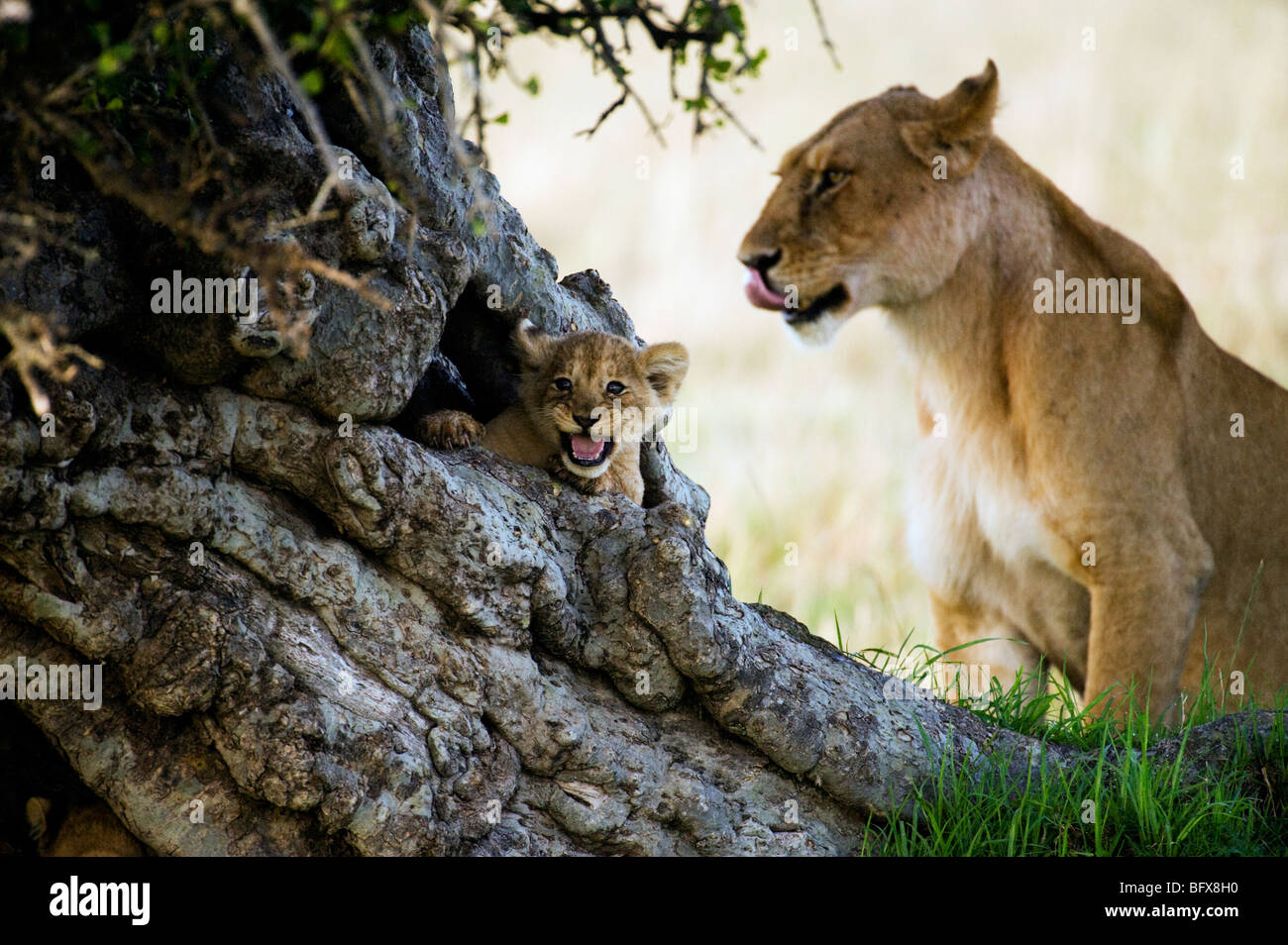 Lion Cub im Baumstamm Stockfoto