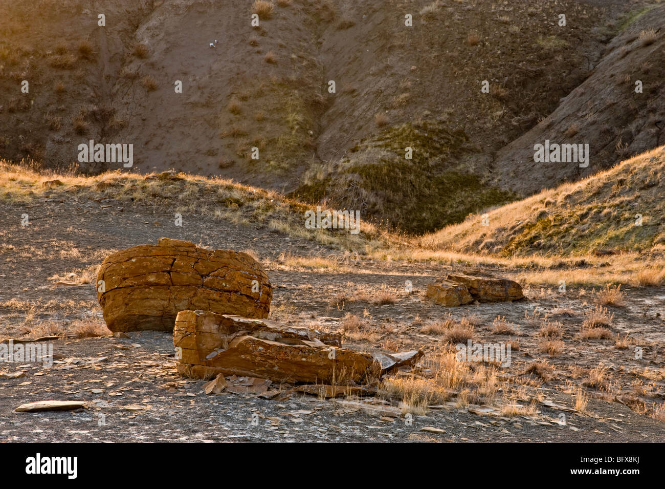 Exponierten Konkretion Felsbrocken in erodierten Semi ariden Umgebung des Red Rock Coulee, in der Nähe von sieben Personen, Alberta, Kanada Stockfoto