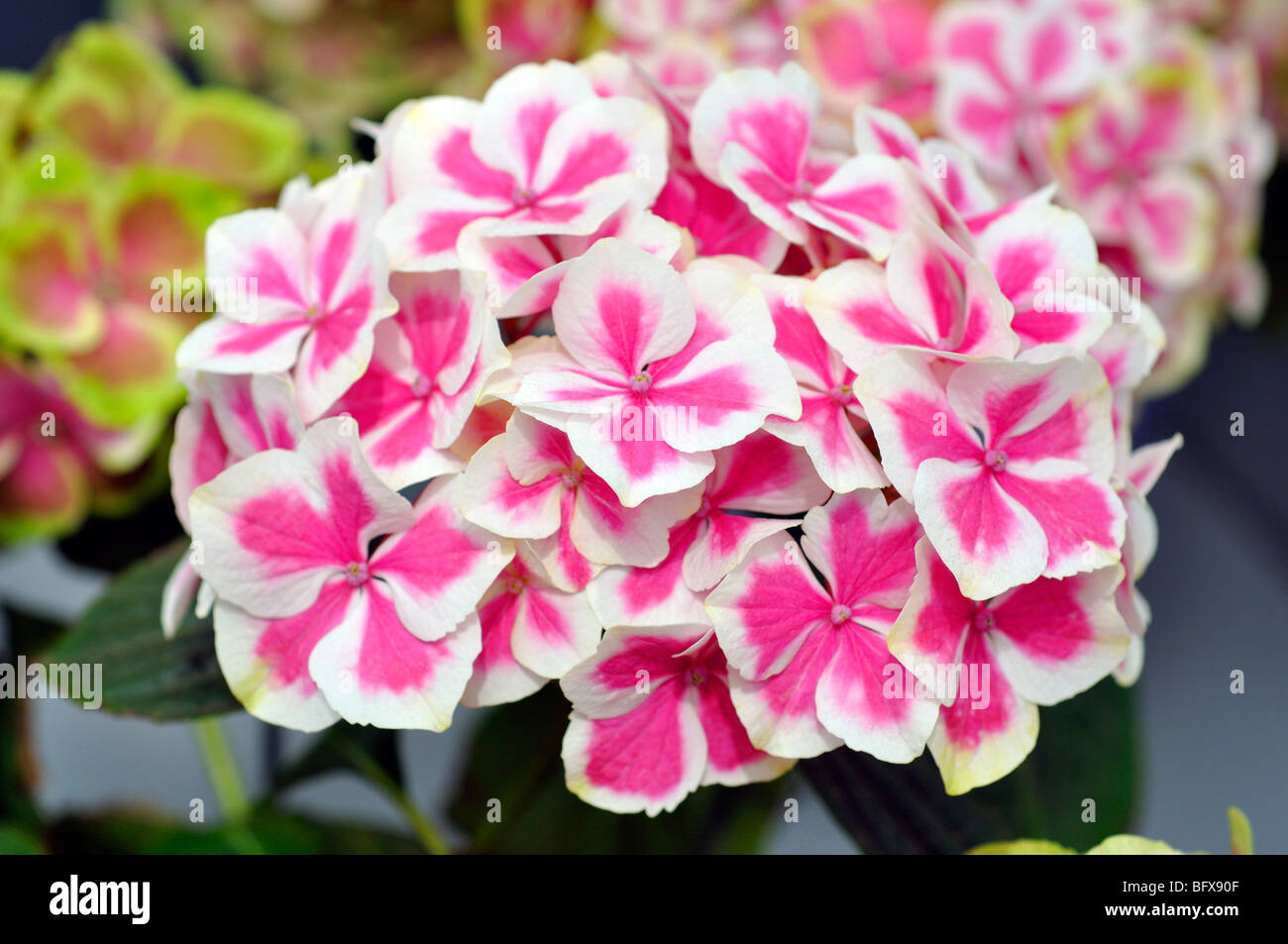 Blühende Hortensie (Hydrangea Macrophylla) Stockfoto
