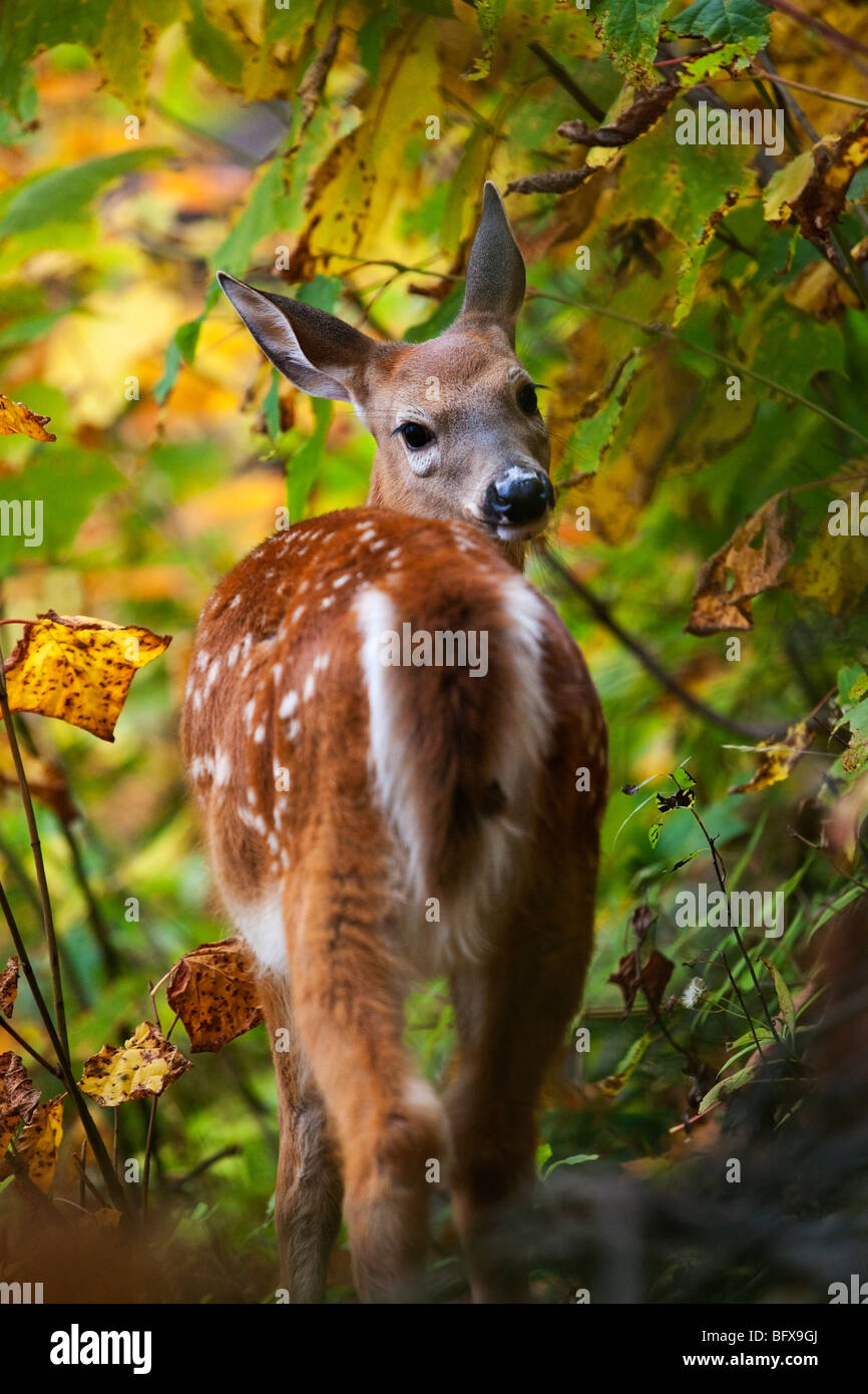 Ein White-Tailed Fawn (Odocoileus Virginianus) auch bekannt als die Virginia-Hirsche oder Weißwedelhirsch in Quebec, Kanada Stockfoto