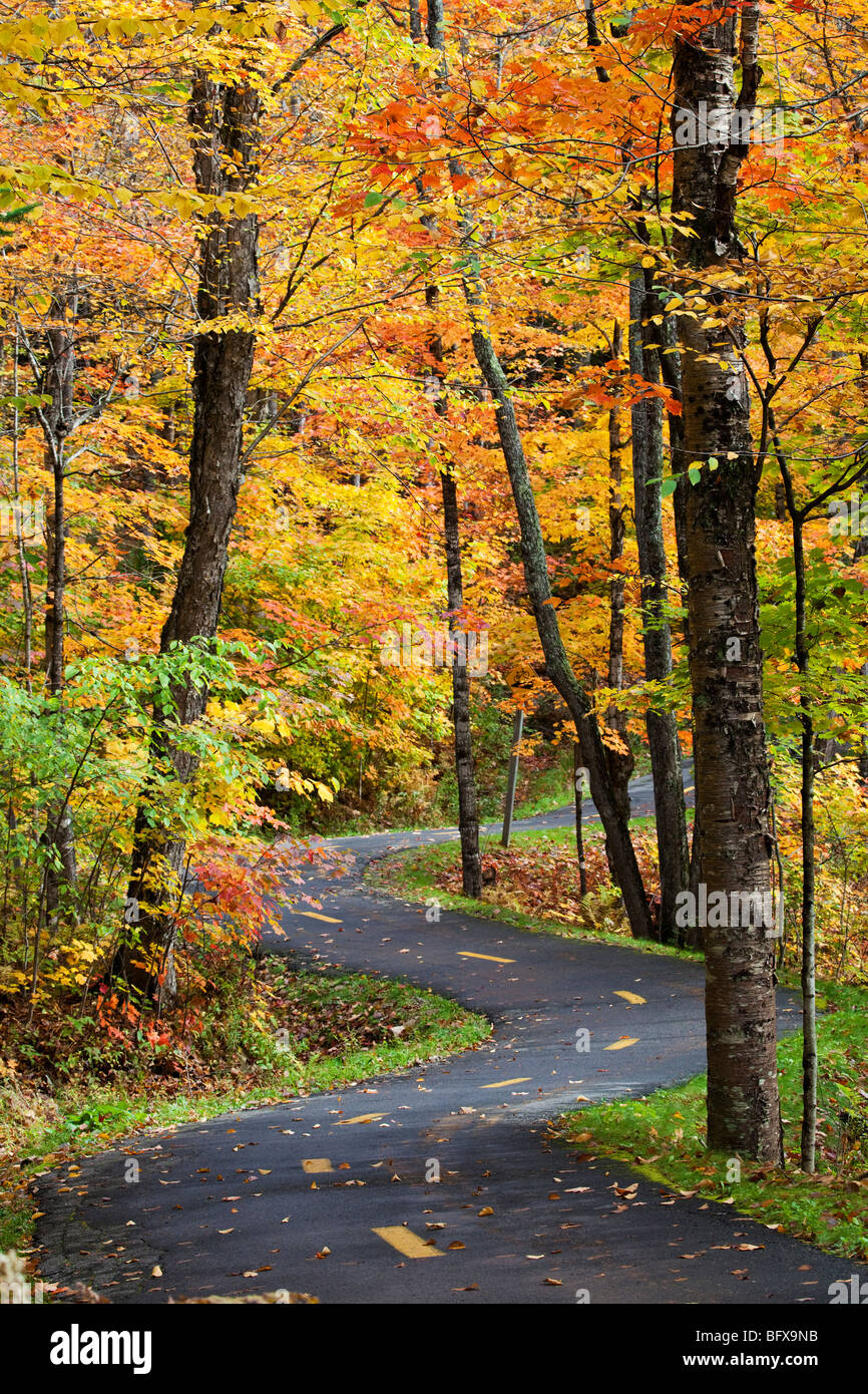Herbst in den Wäldern von Quebec, Kanada Stockfoto