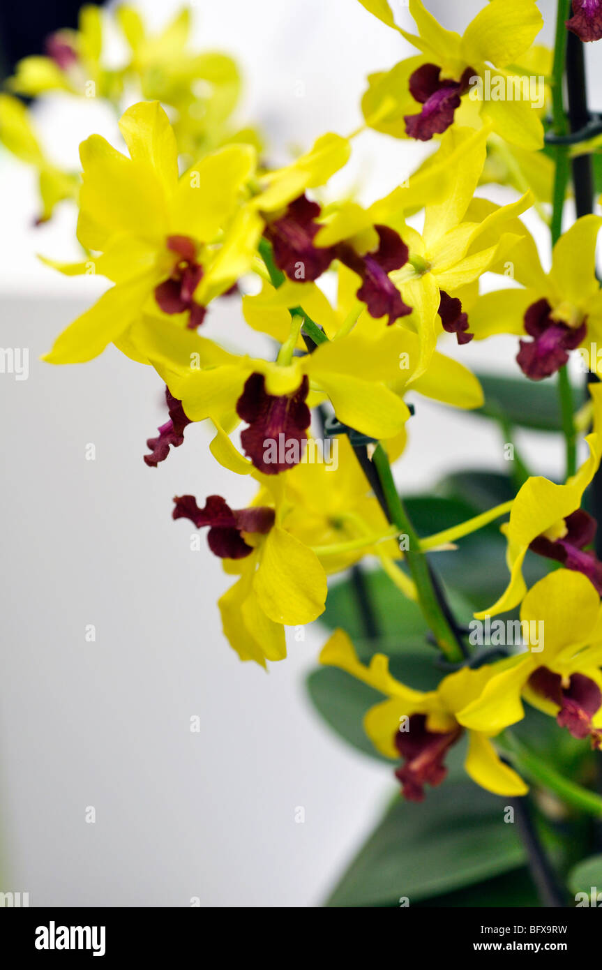 Oncidium orchid -Fotos und -Bildmaterial in hoher Auflösung - Seite 3 -  Alamy