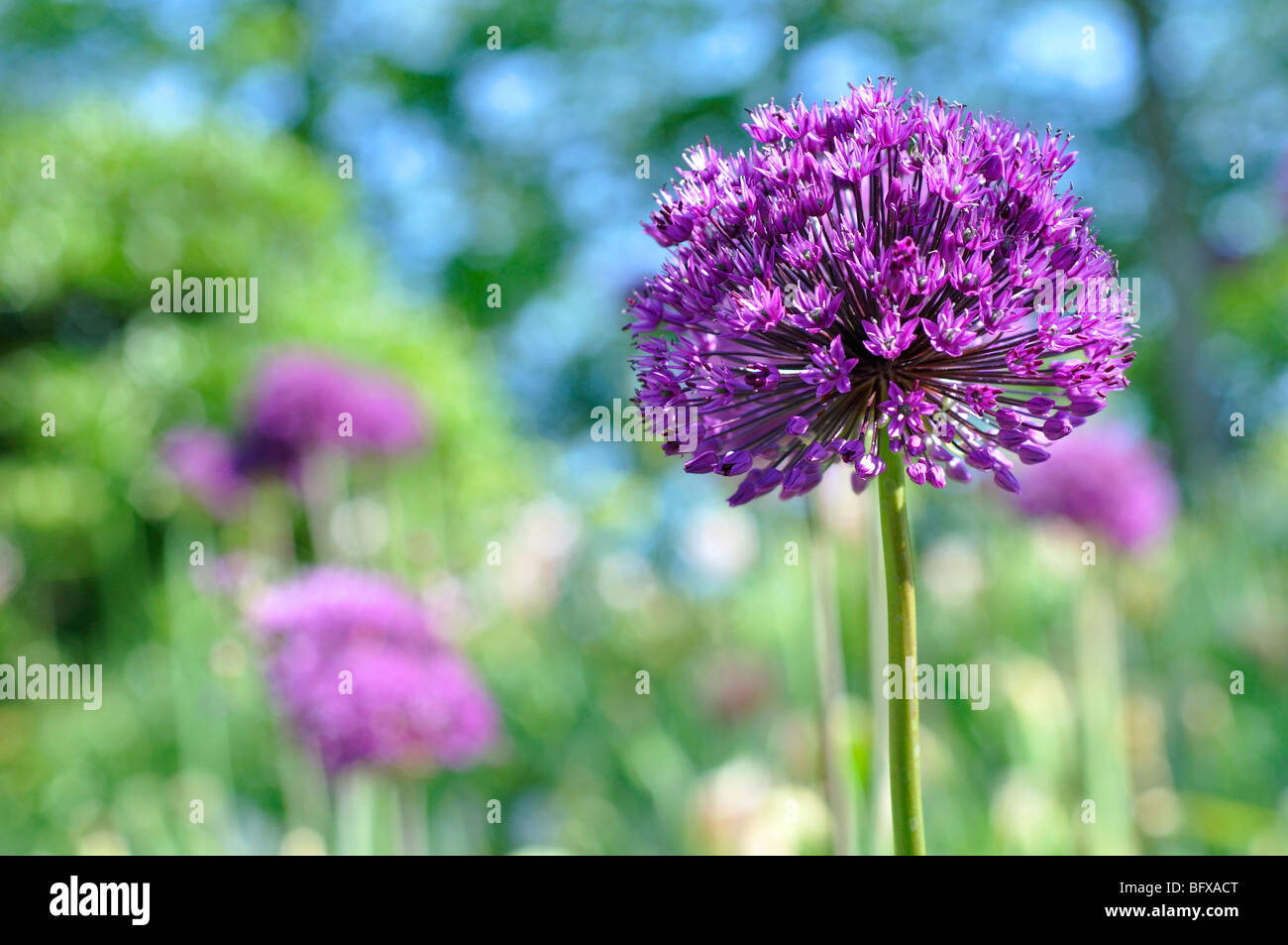 Allium Globemaster Blume Stockfoto