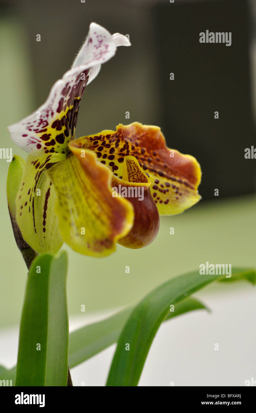 Frauenschuh wei und braun Orchidee (Cypripedioideae Stockfotografie - Alamy