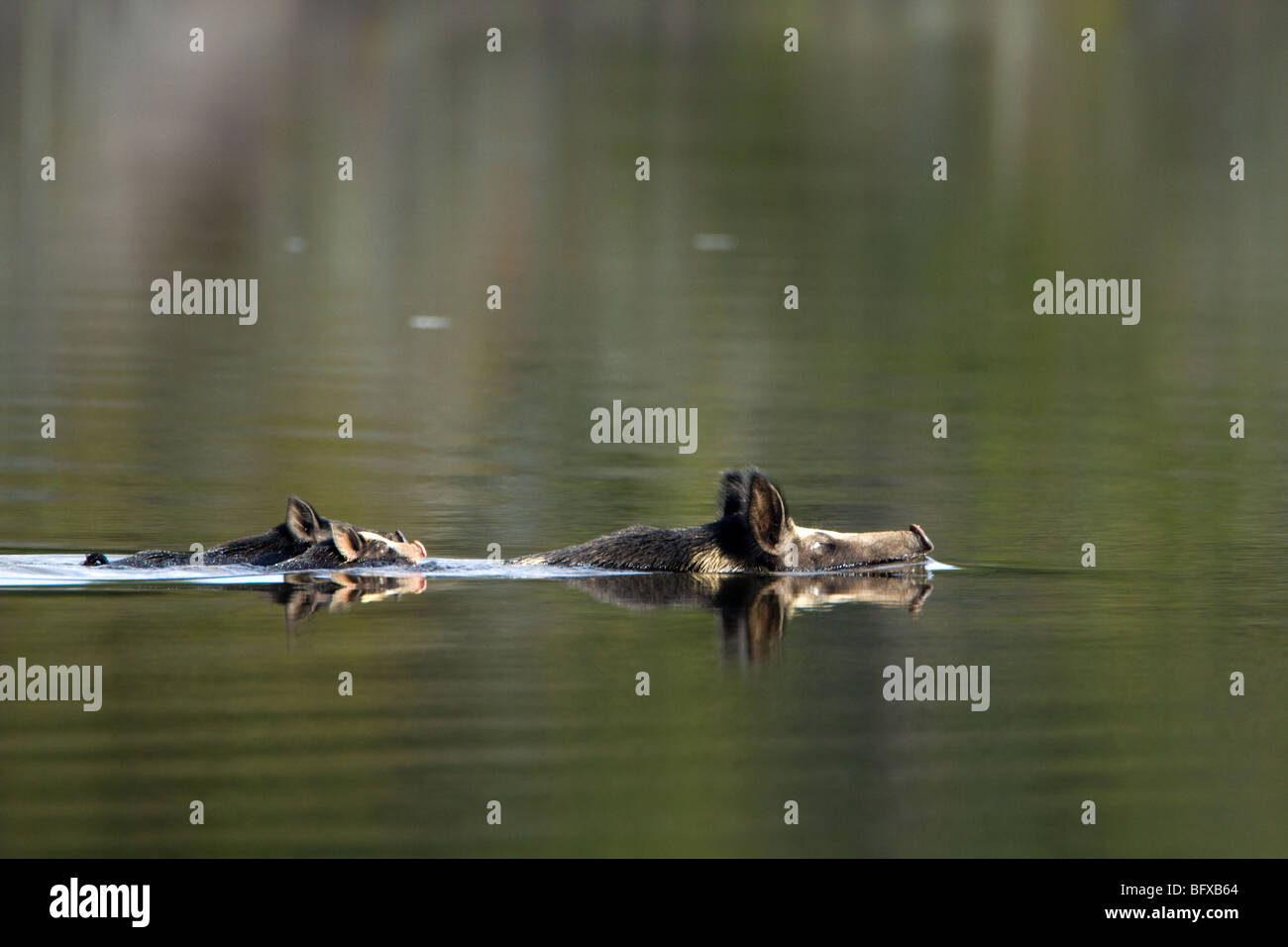 Mutterschaft.  Eine Familie von Wildschweinen trotzen den Fluss zusammen. Stockfoto