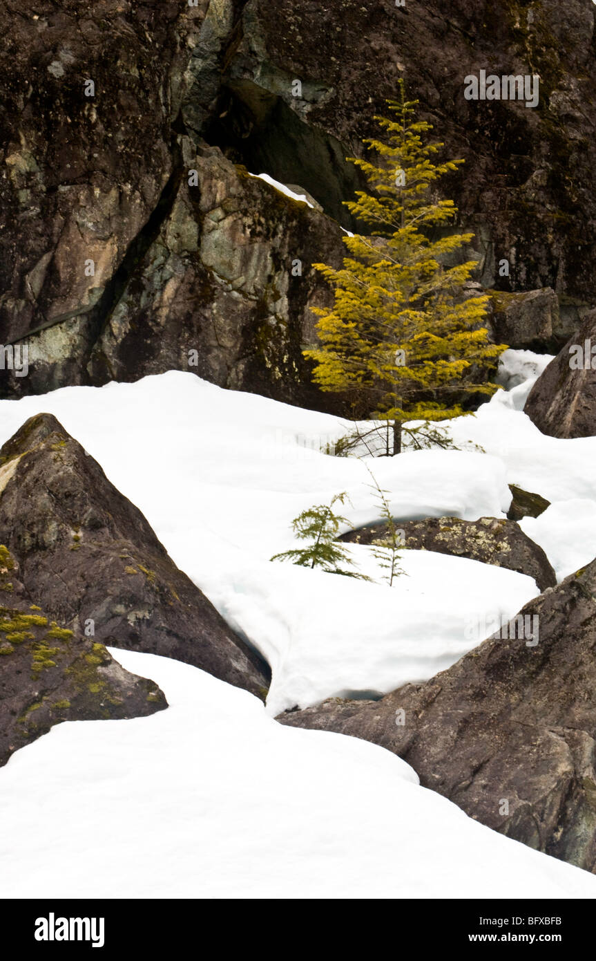 Zurückweichenden Schnee in Steinschlag mit kleinen Nadelbaum, Port Alberni, Tofino, BC Britisch-Kolumbien, Kanada Stockfoto
