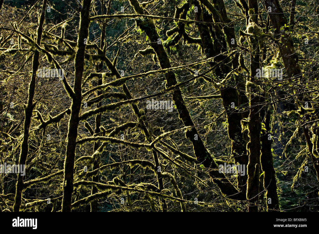 Epiphytischen Moosen und Baumstämmen, Goldstream PP, Langford/Greater Victoria, BC British Columbia, Kanada Stockfoto