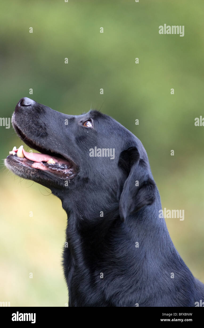 Labrador Jagdhund Stockfoto