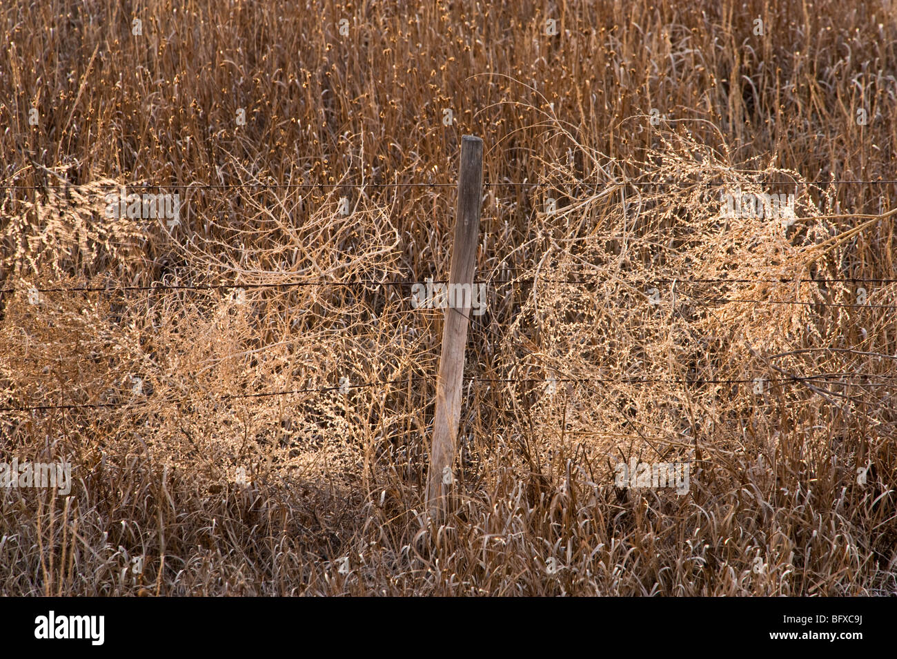 Tumbleweeds gefangen im Zaun, Cadillac, Saskatchewan, Kanada Stockfoto