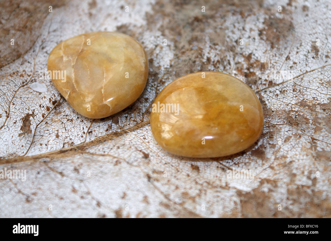 Polierte Kiesel mit Skelett Blatt. Stockfoto