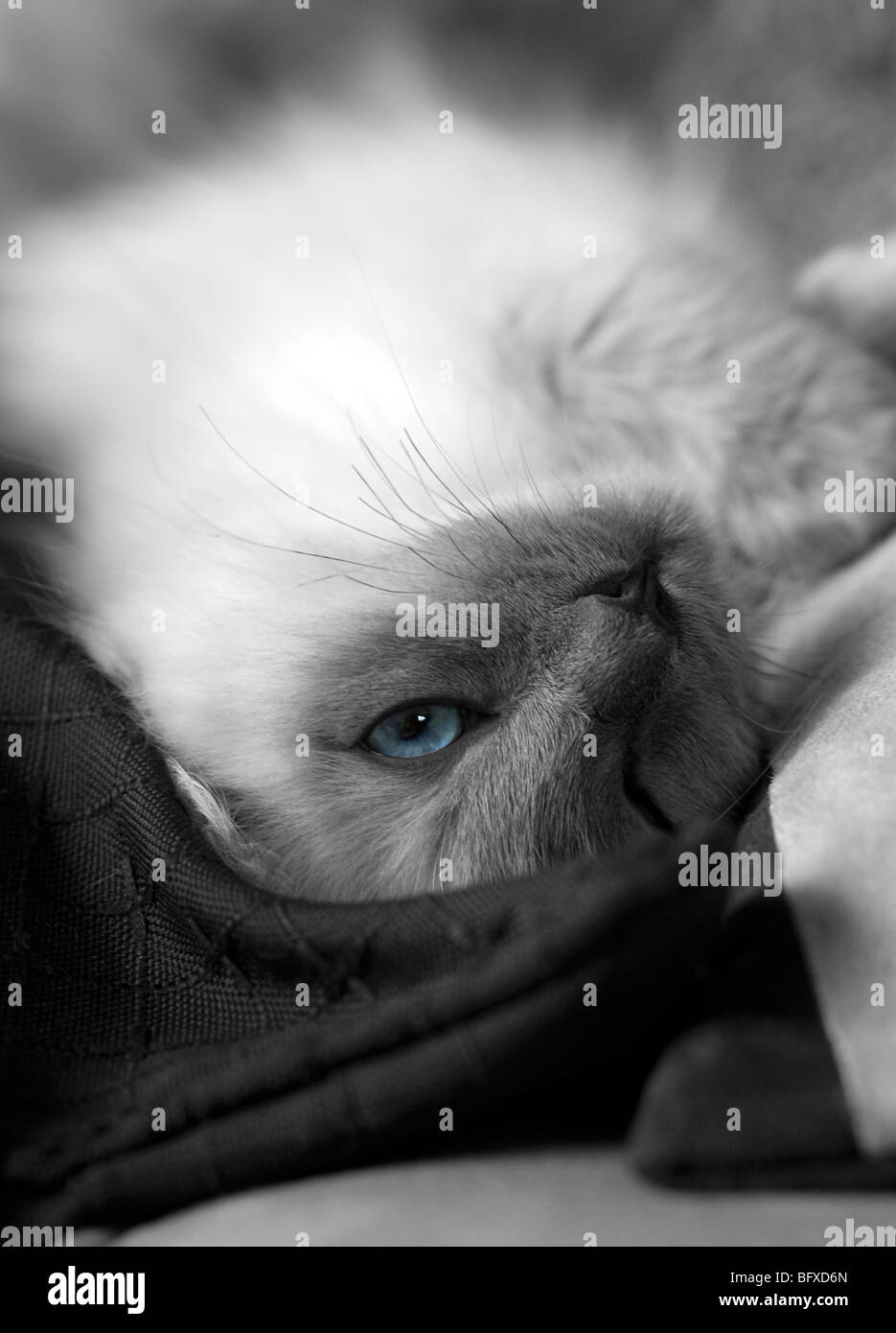 Schöne Katze Bild Stockfoto