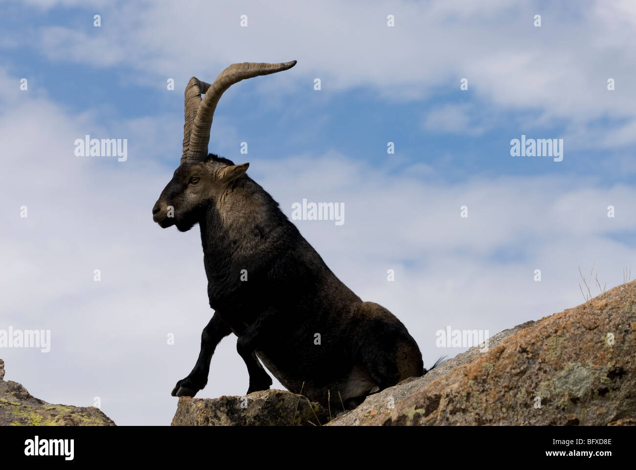 Reifen Sie erwachsenen männlichen spanischen Ibex Anhebung ist es Vorderbeine aufzustehen Stockfoto