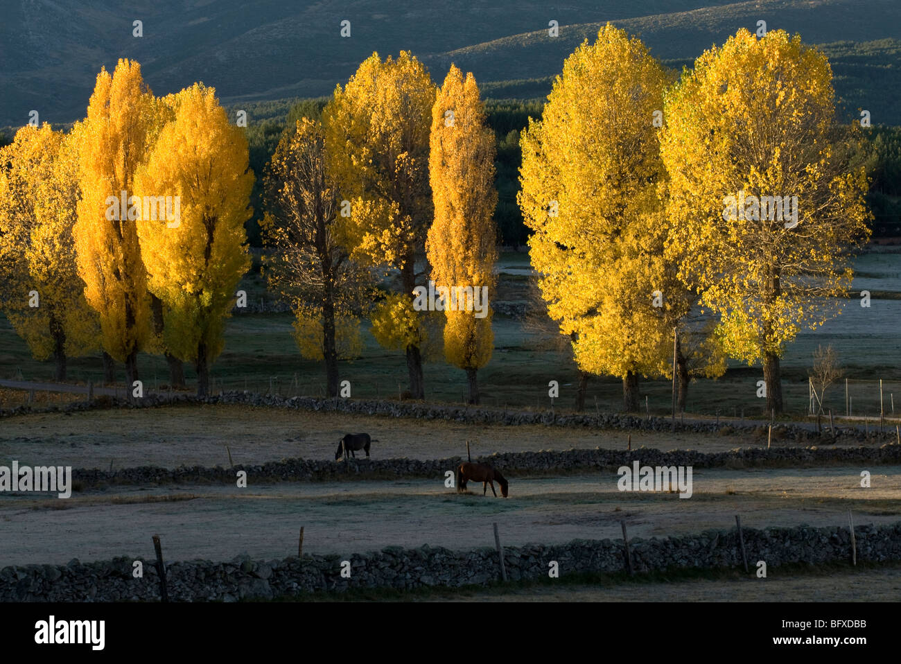 Birken in gelbe Herbst-Farben. Stockfoto