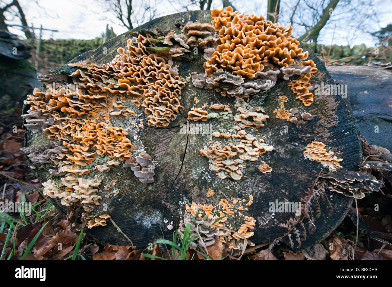 Pilze und Klammern auf einen alten Baumstumpf Stockfoto