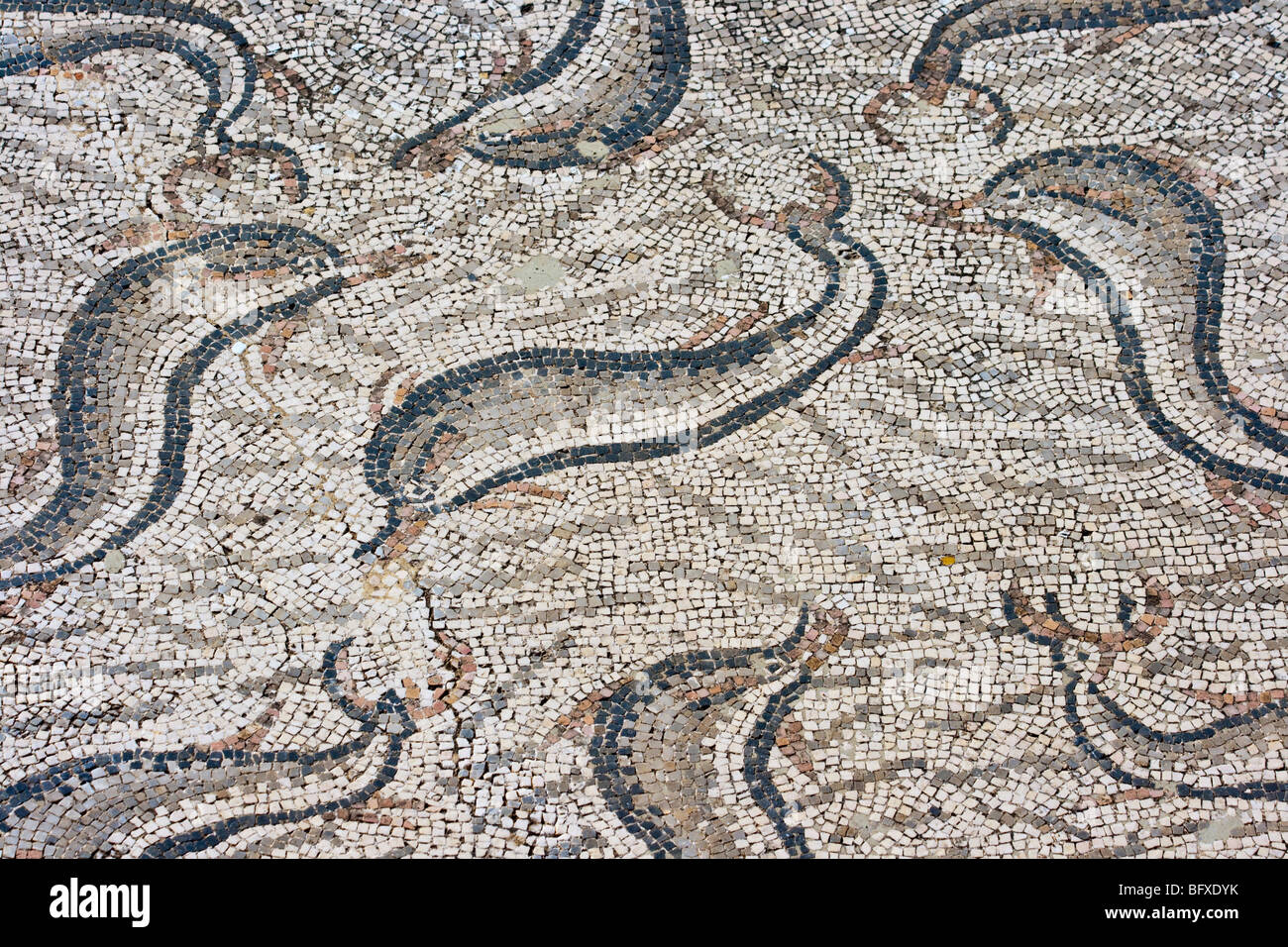 Delfin Mosaik am Haus des Orpheus in römischen Ruinen von Volubilis Marokko Stockfoto