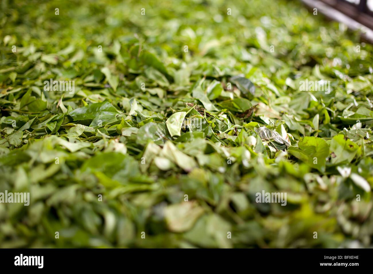 Teeblätter in einer Teeplantage in Sri Lanka Stockfoto