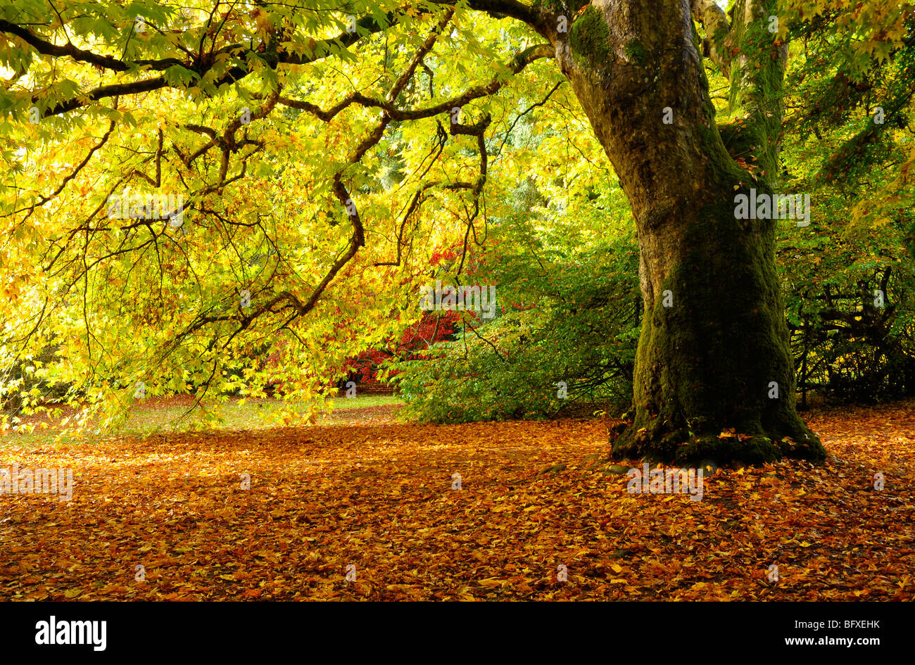 Orientalische Platane im Westonbirt im Herbst Stockfoto