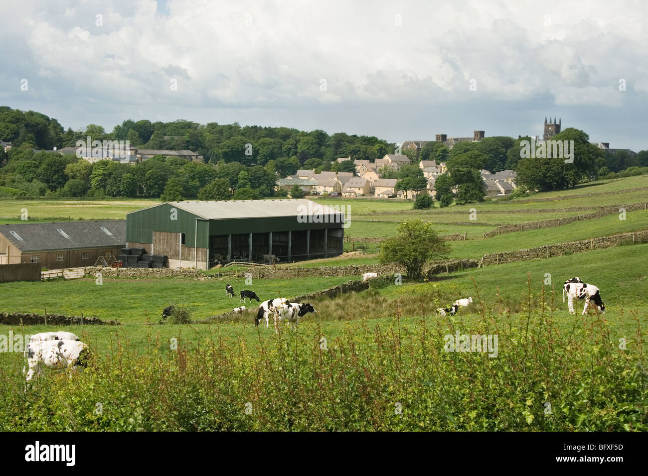 Schwarz / weiß Kühe grasen friedlich auf englische Landschaft in der Nähe von Lancaster, England. Stockfoto