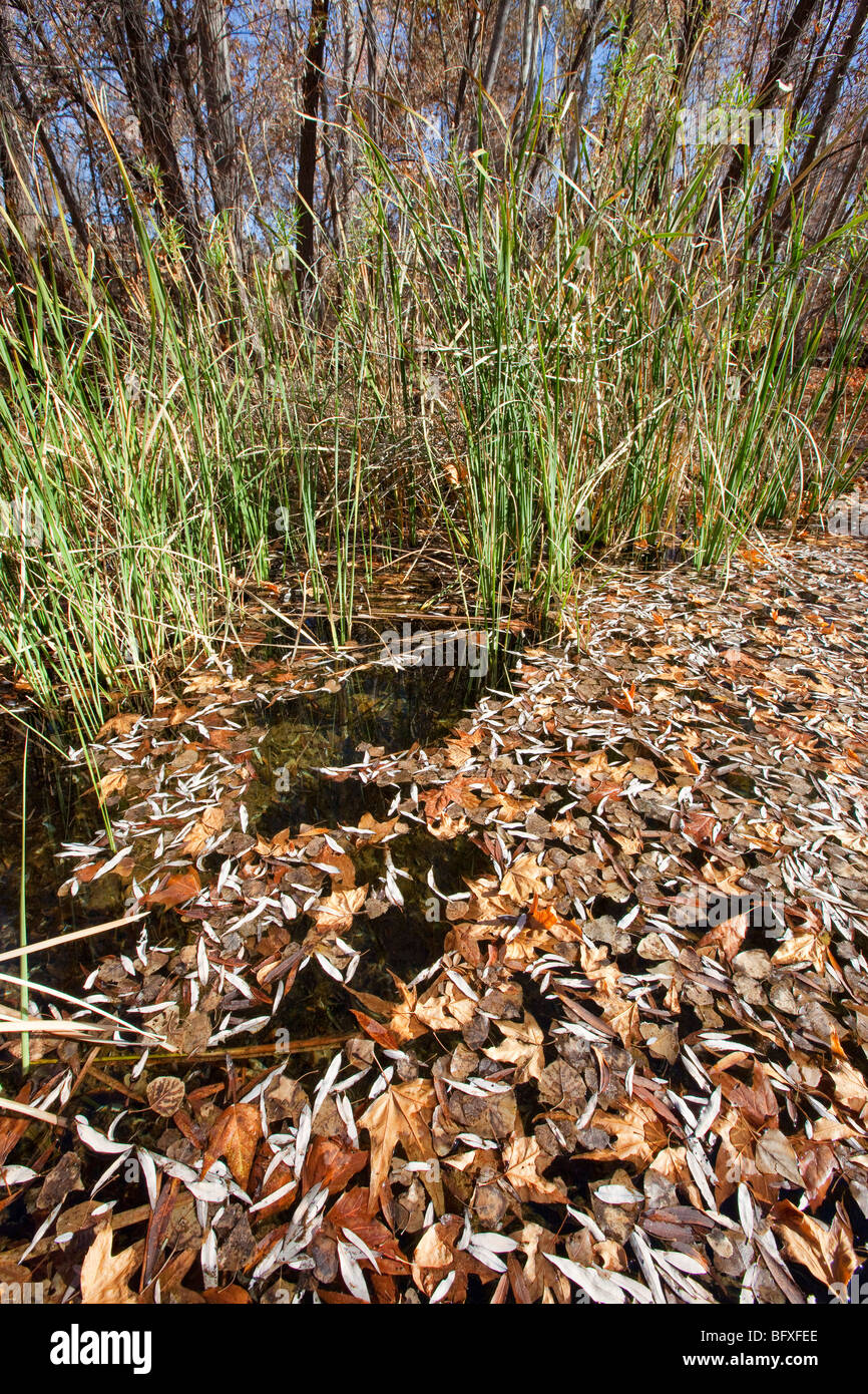 Staude Stream, Muleshoe Ranch Nature Preserve, Arizona Stockfoto