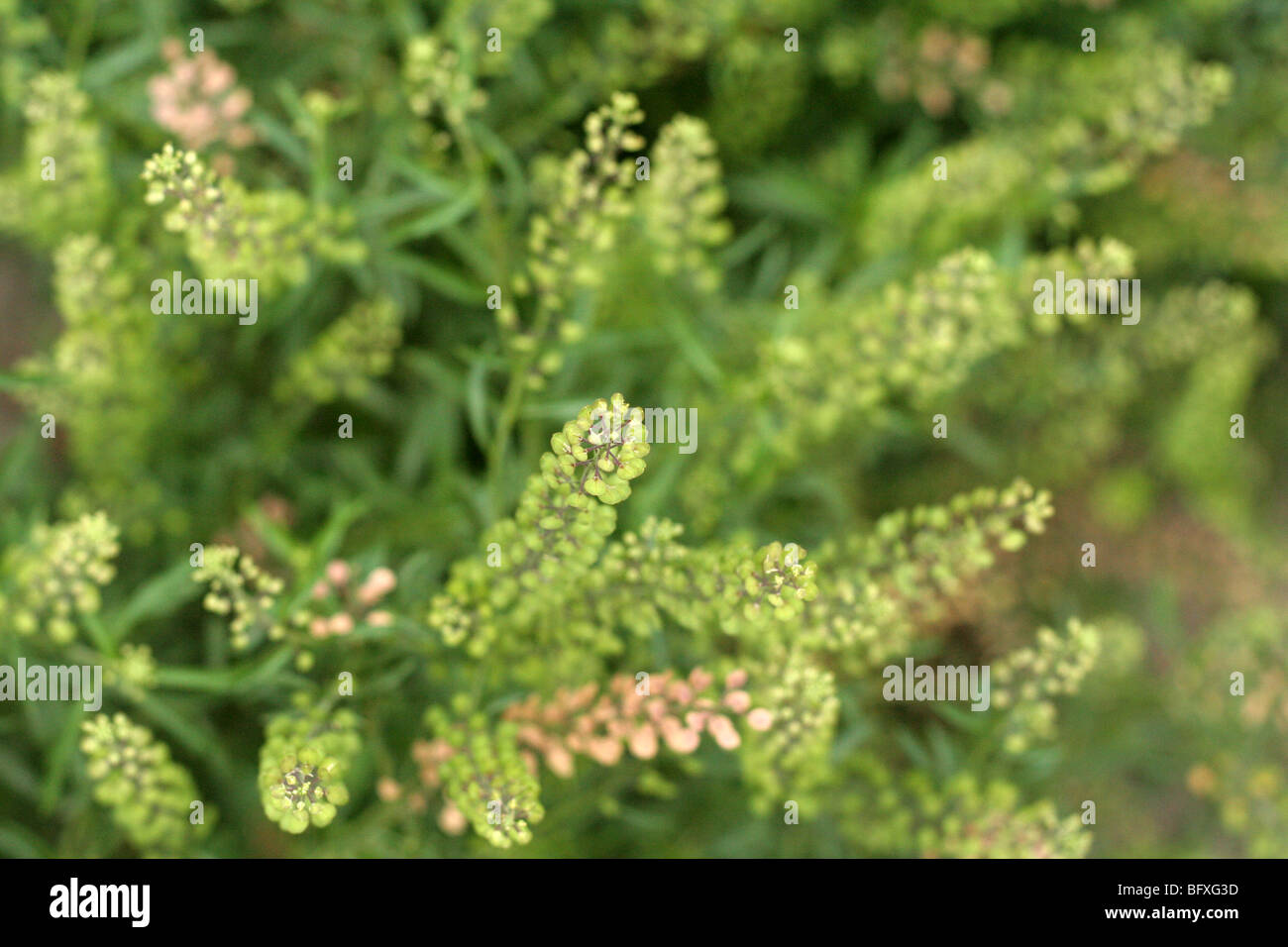 Peppergrass. Lepidium Virginicum. Stockfoto
