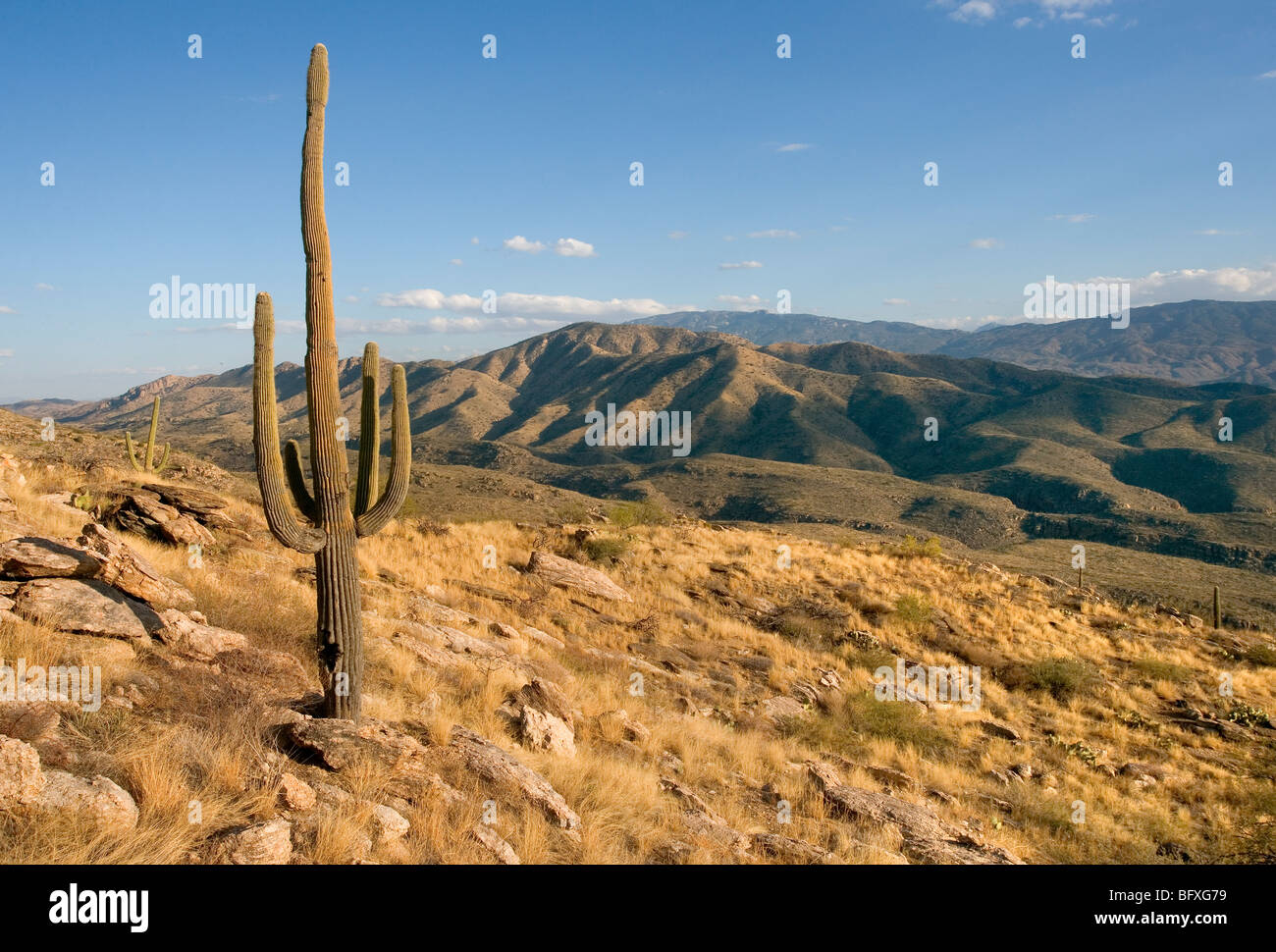 Ein einsamer Saguaro-Kaktus in Arizona USA Carnegiea gigantea Stockfoto