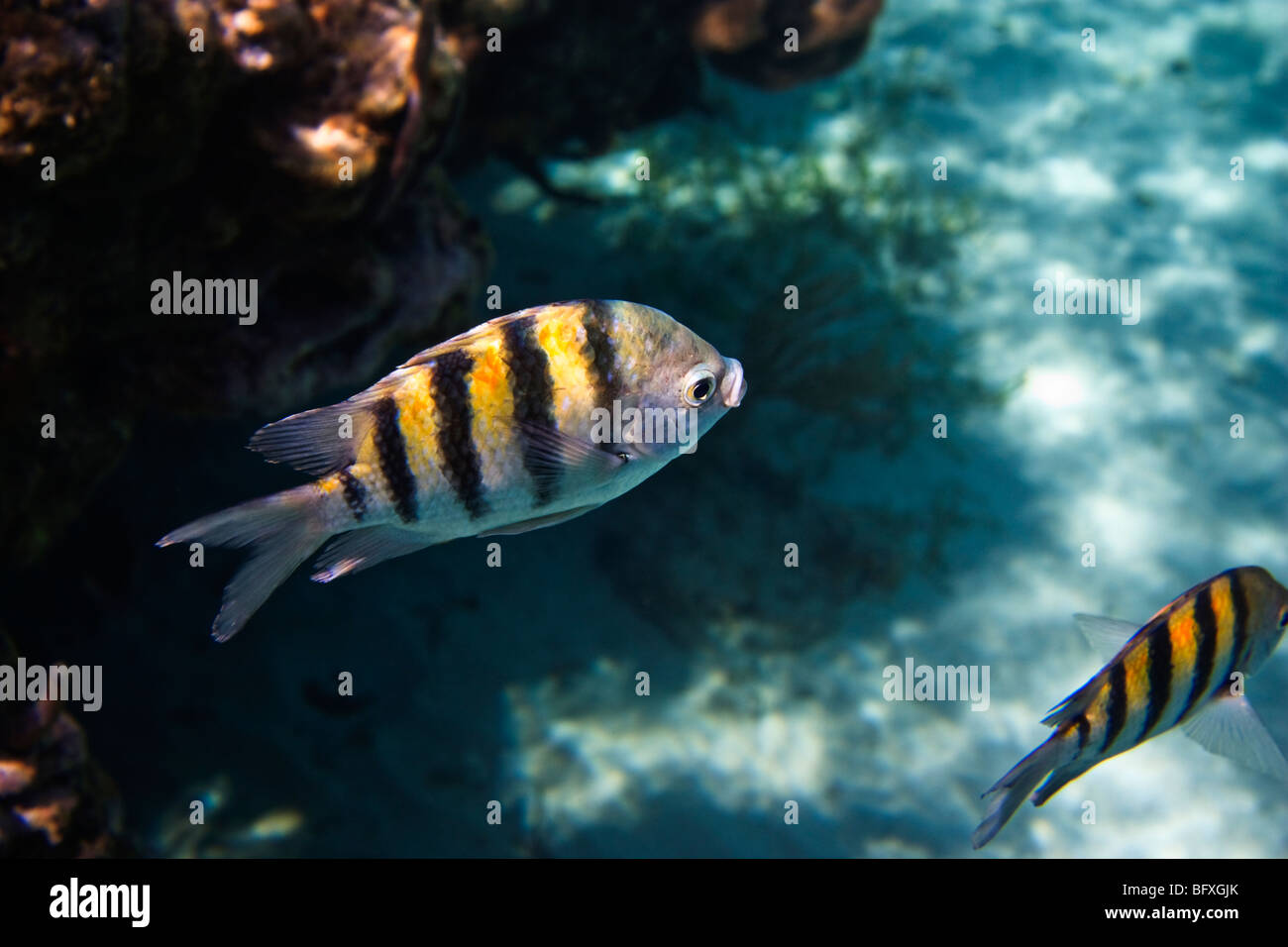Abudefduf Inselbogens, Fisch Sergeant Majors unter Korallenriffe, Kuba Stockfoto