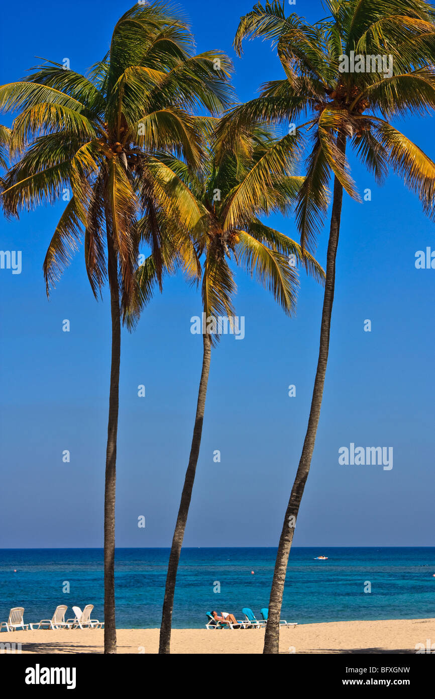 Hohe Palmen an einem kubanischen Strand Stockfoto