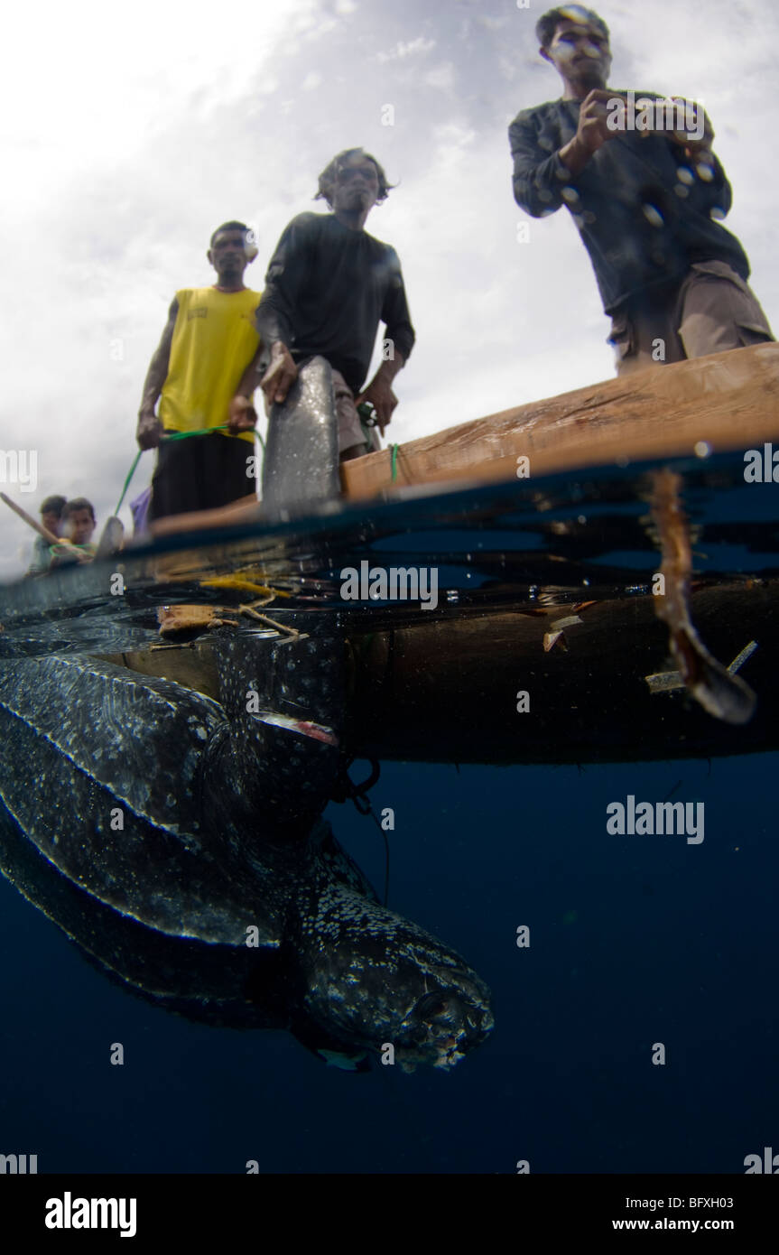 Erfasst Leatherback Turtle, Dermochelys Coriacea, Kei Kecil (Kai Inselchen), Teil von den Molukken, Indonesien. Stockfoto