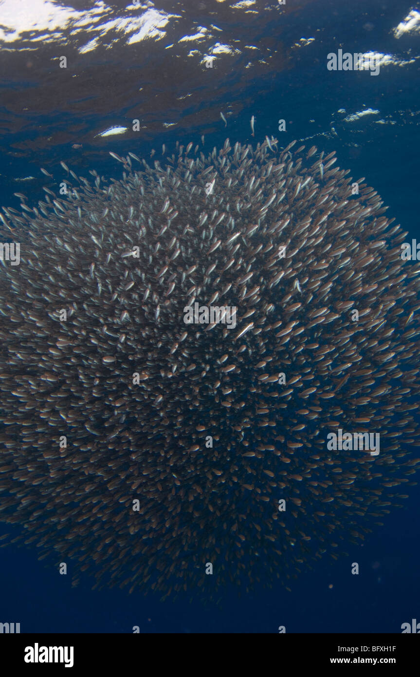 Bait Ball der Fisch im offenen Ozean, Kei Kecil (Kai Inselchen), Teil von den Molukken, Indonesien. Stockfoto