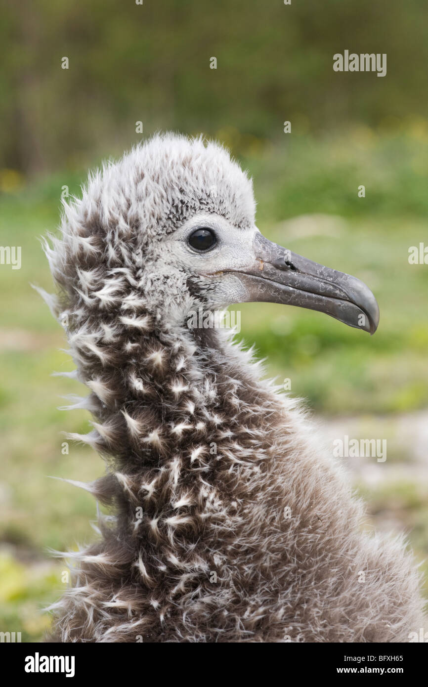 Schwarz-füßige Albatross Küken (Phoebastria Nigripes) auf Midway Atoll Stockfoto