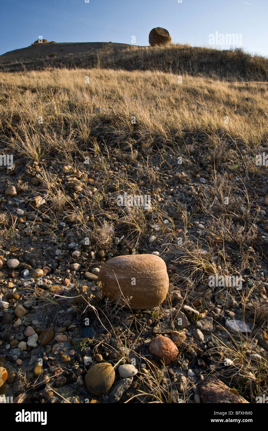 Exponierten Konkretion Felsbrocken in erodierten Semi ariden Umgebung in Red Rock Coulee, in der Nähe von sieben Personen, Alberta, Kanada Stockfoto