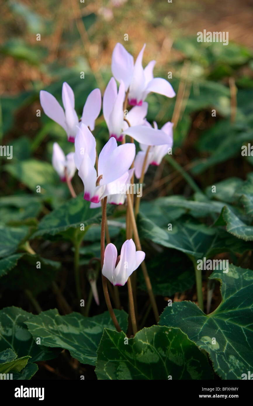 Israel, Menashe "Höhen. Alpenveilchen-Blüten auf Cyclamen Hügel Stockfoto